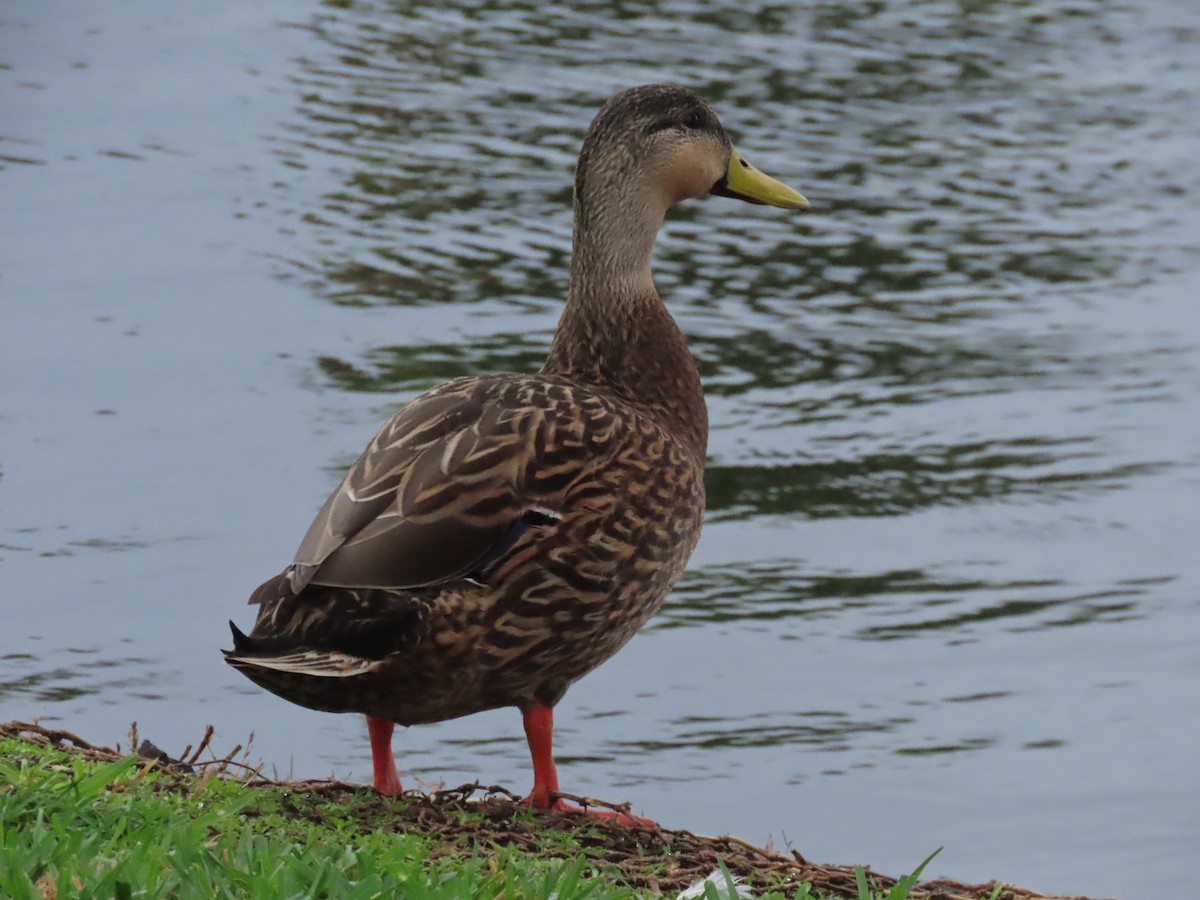Mallard/Mottled Duck - ML646661709