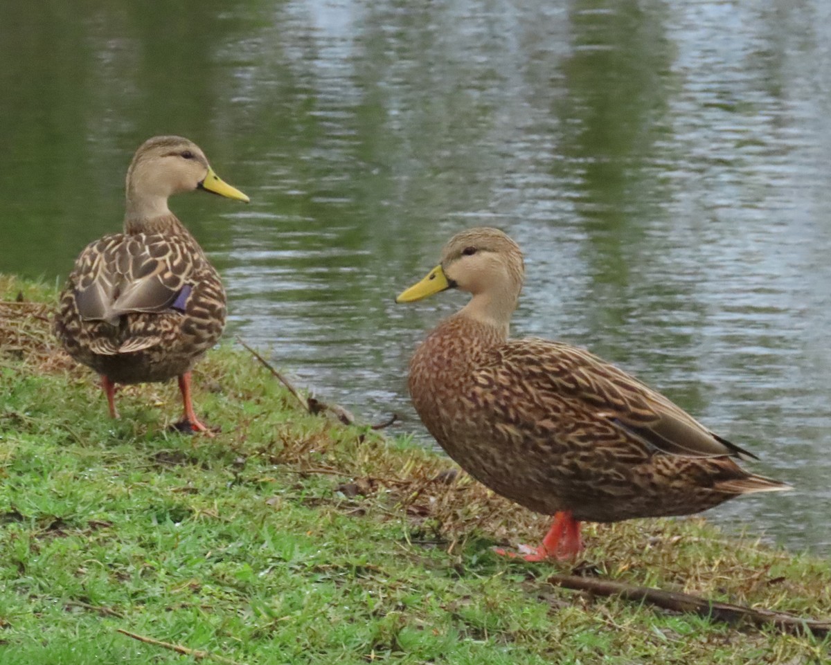 Mallard/Mottled Duck - ML646661710