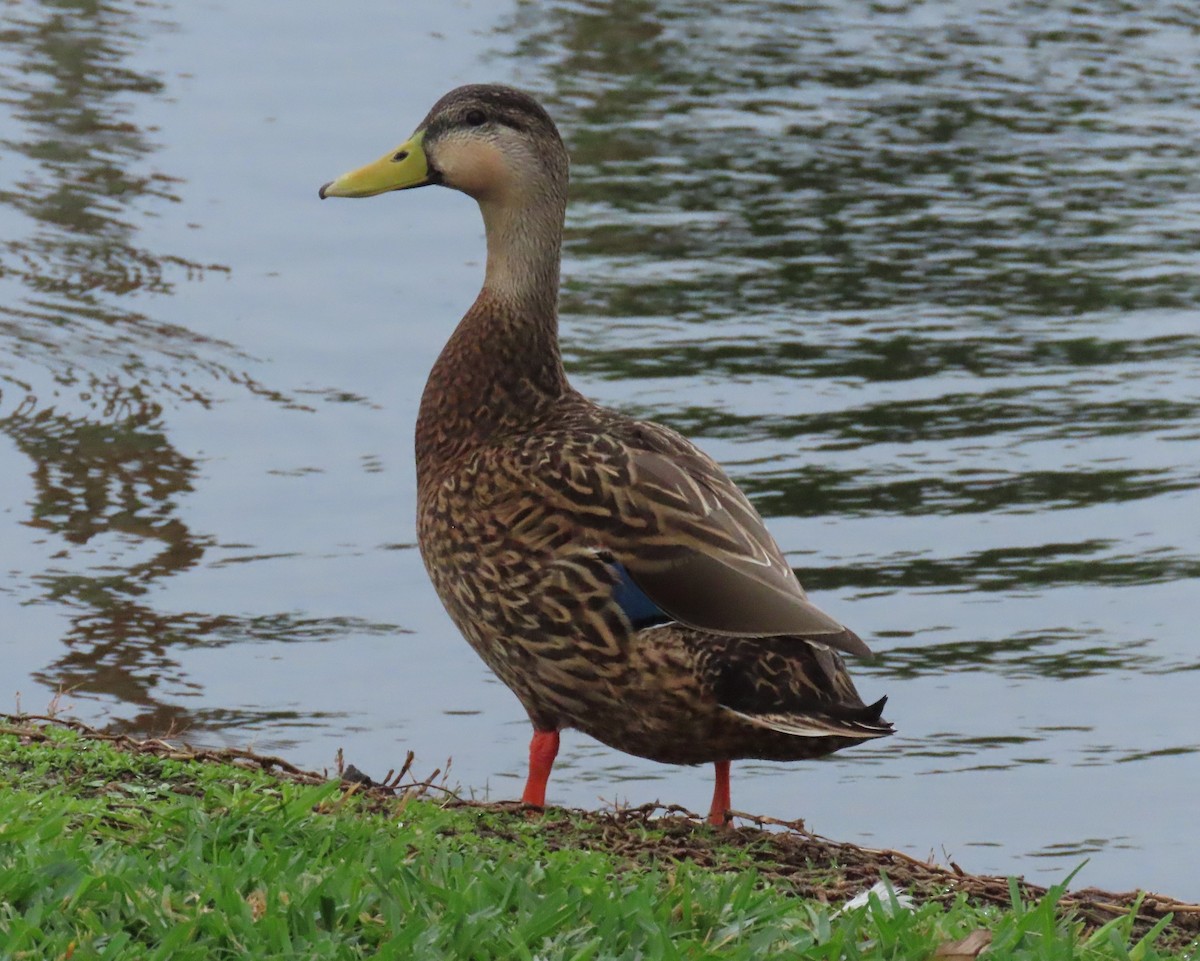 Mallard/Mottled Duck - ML646661711