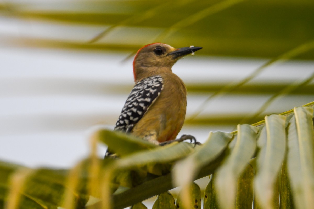 Red-crowned Woodpecker - ML646661714