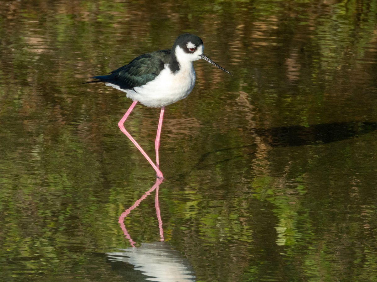 Schwarznacken-Stelzenläufer - ML646661717