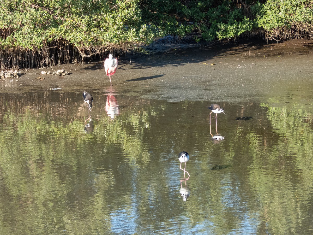 Schwarznacken-Stelzenläufer - ML646661718