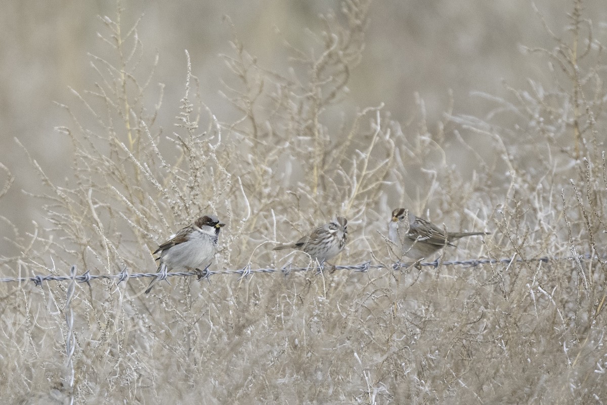 Song Sparrow - ML646661720