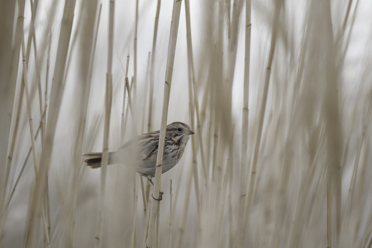 Song Sparrow - ML646661721