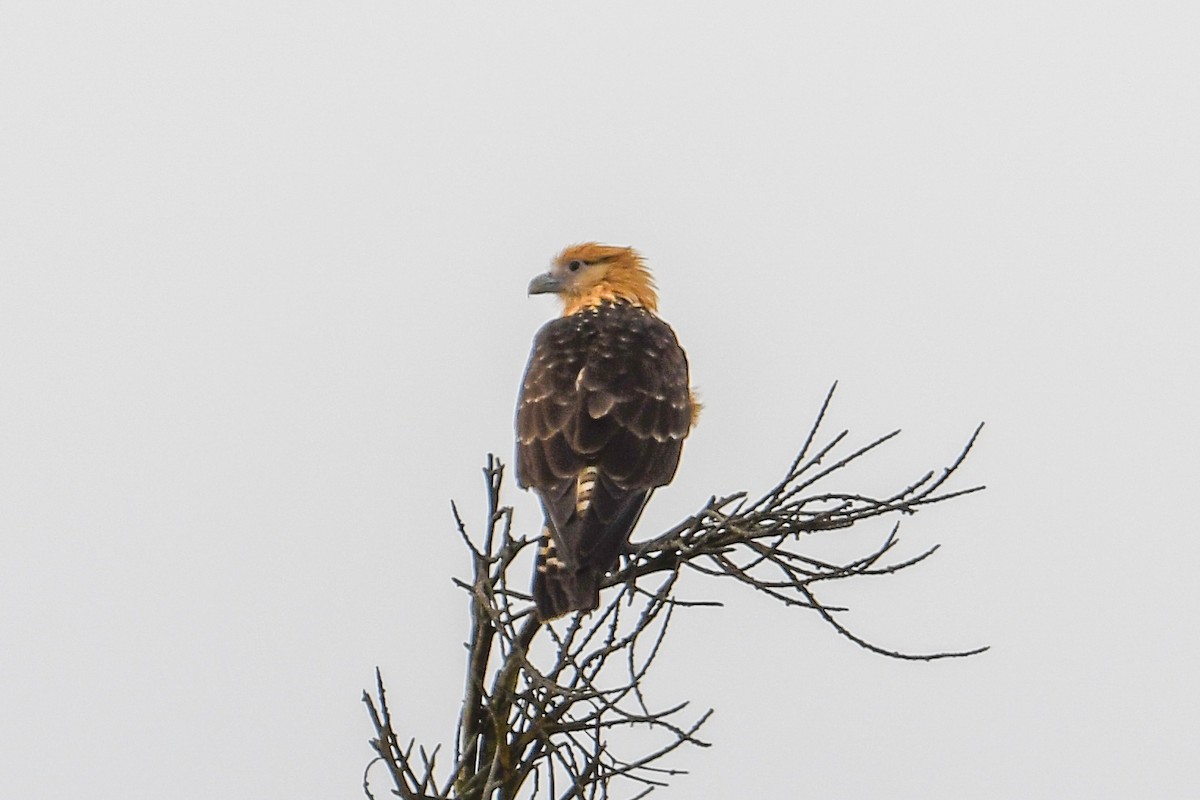 Yellow-headed Caracara - ML646661722