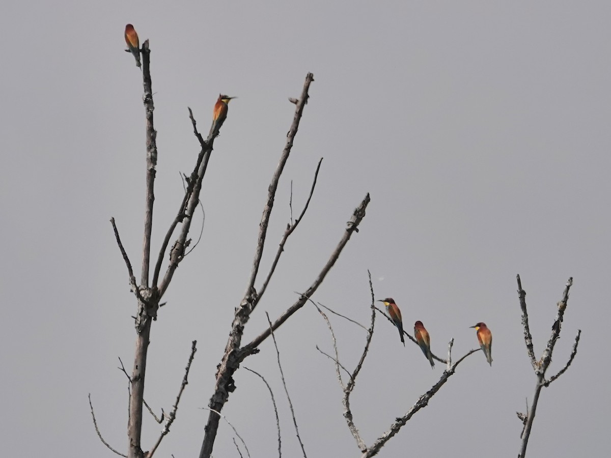 European Bee-eater - ML646661723