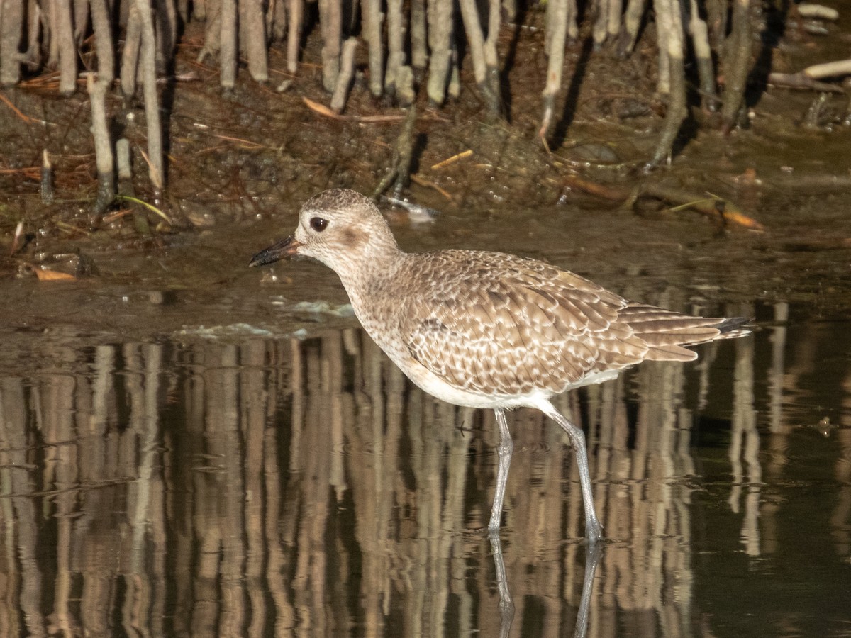 Kiebitzregenpfeifer - ML646661724