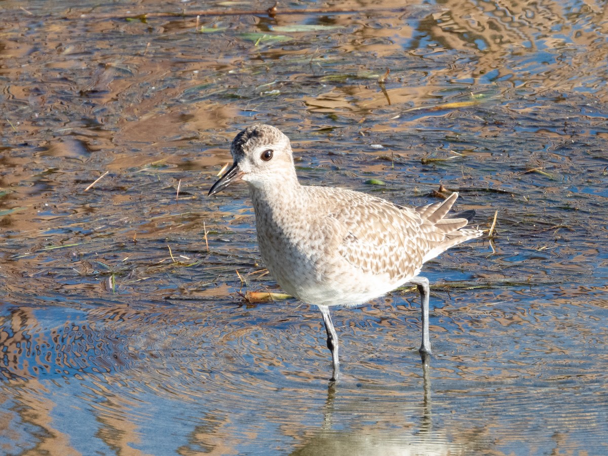 Kiebitzregenpfeifer - ML646661725