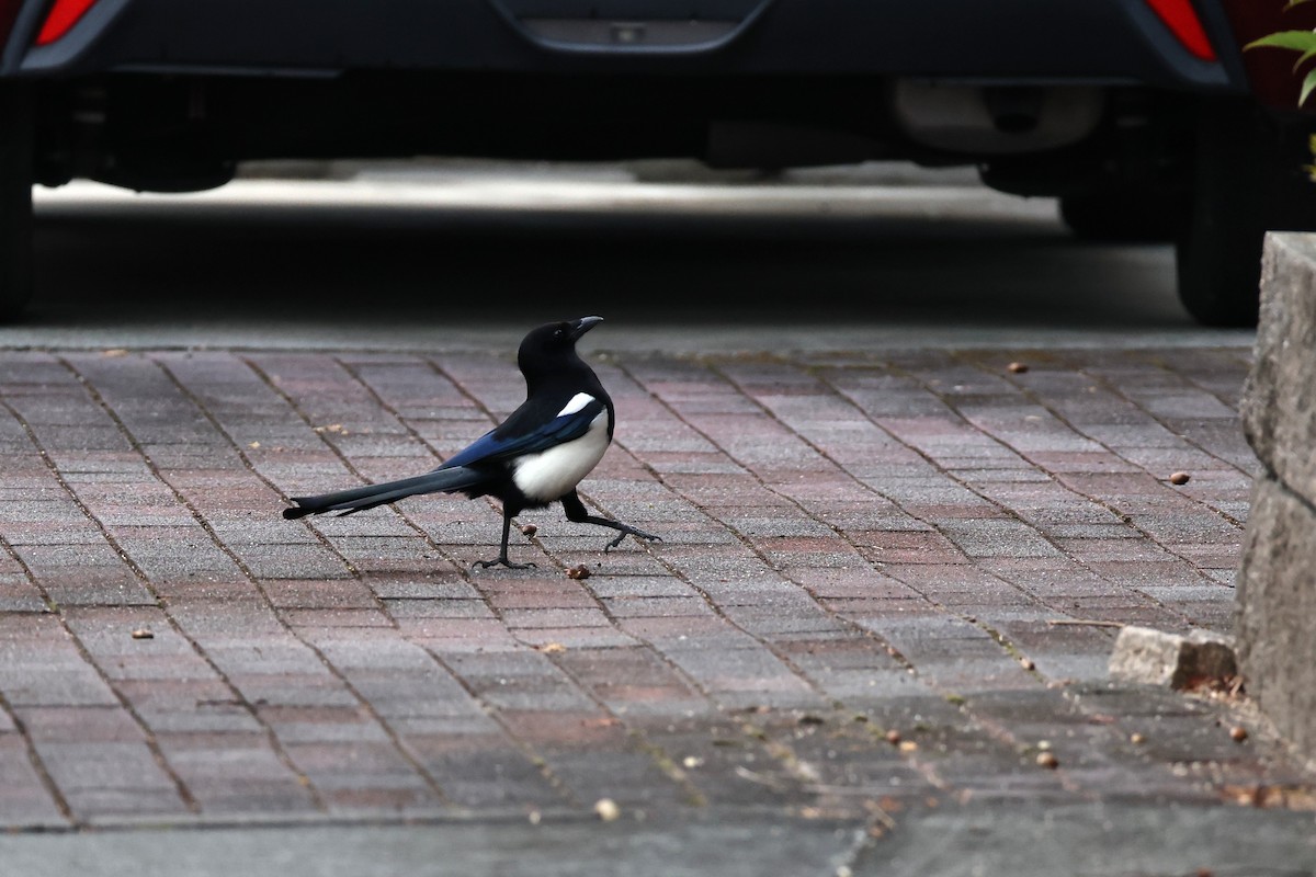 Сорока усурійська - ML646661726