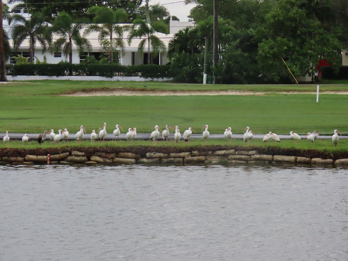 White Ibis - ML646661728