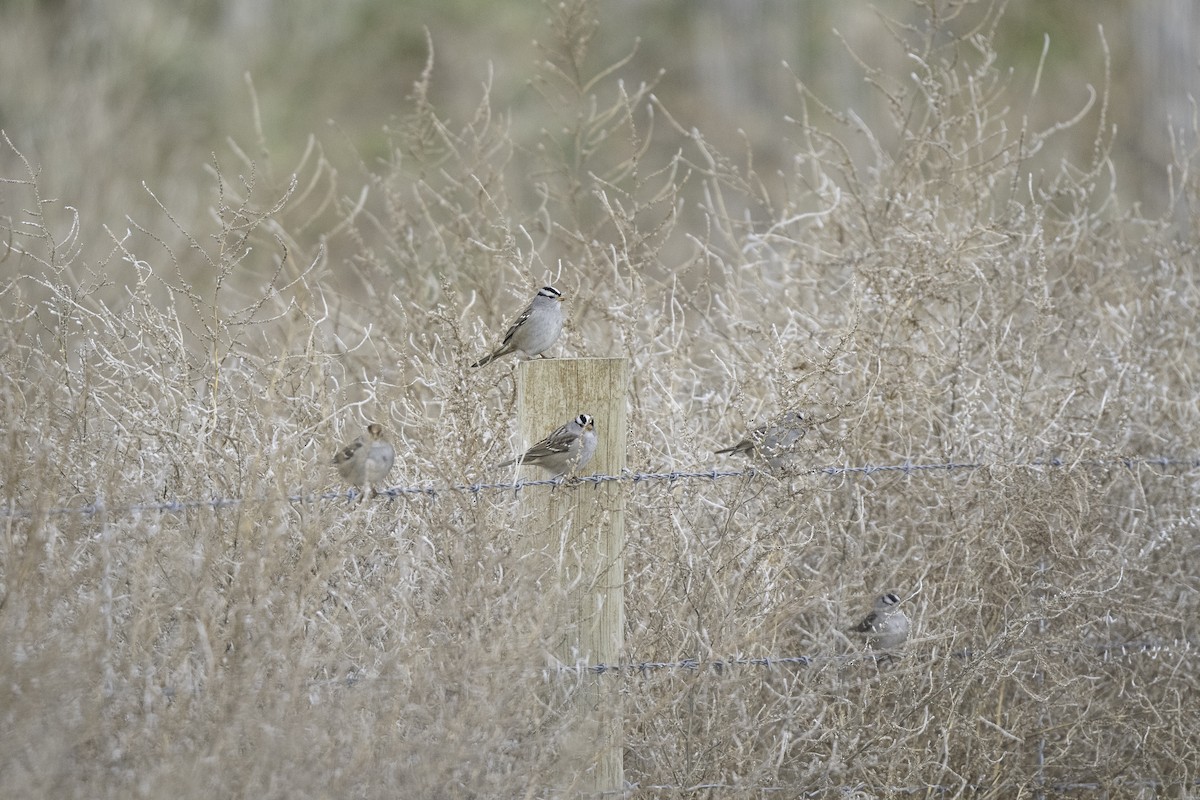 White-crowned Sparrow - ML646661730