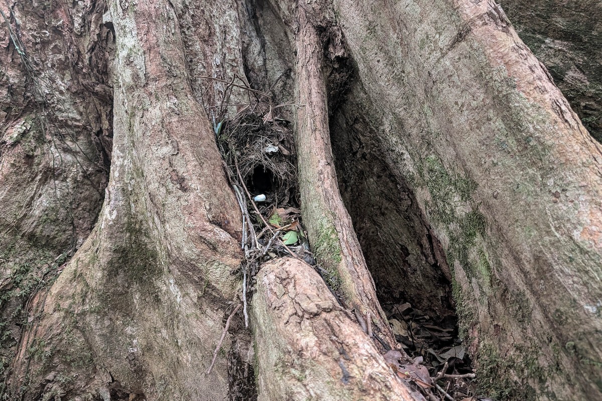 Noisy Pitta - ML646661733