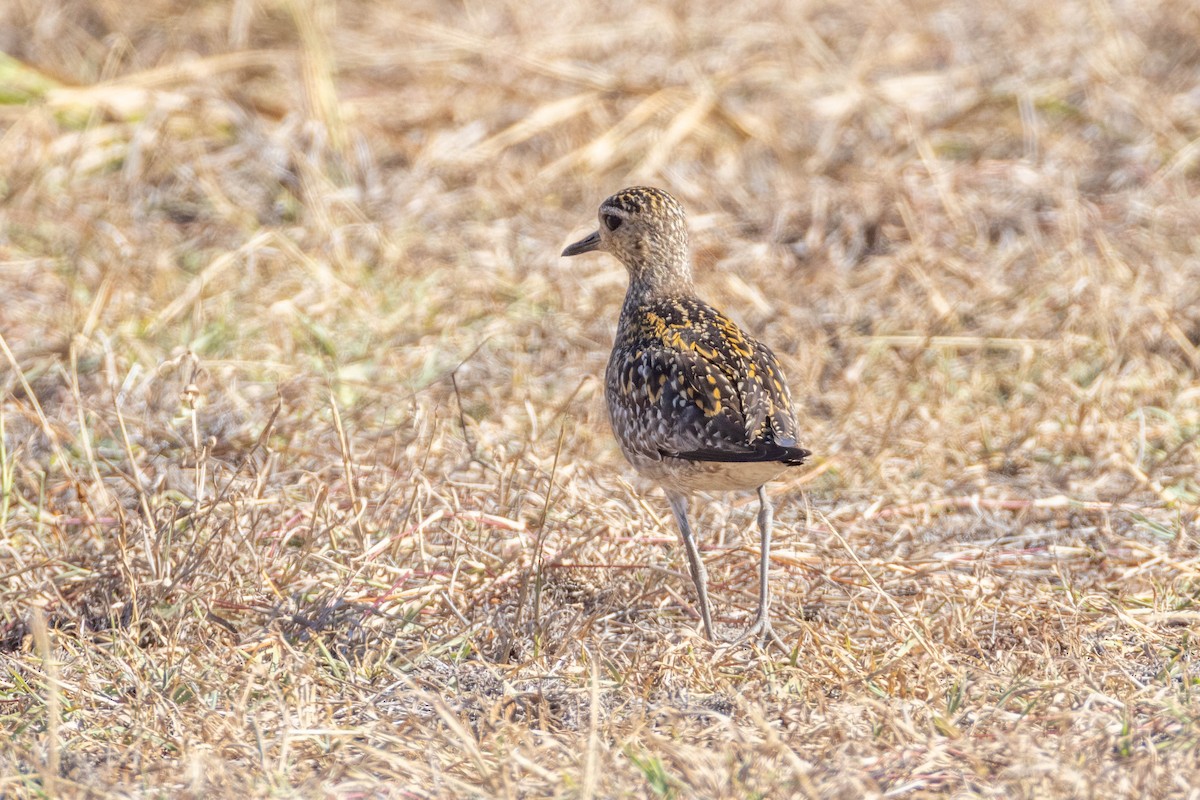 Piviere orientale - ML646661734