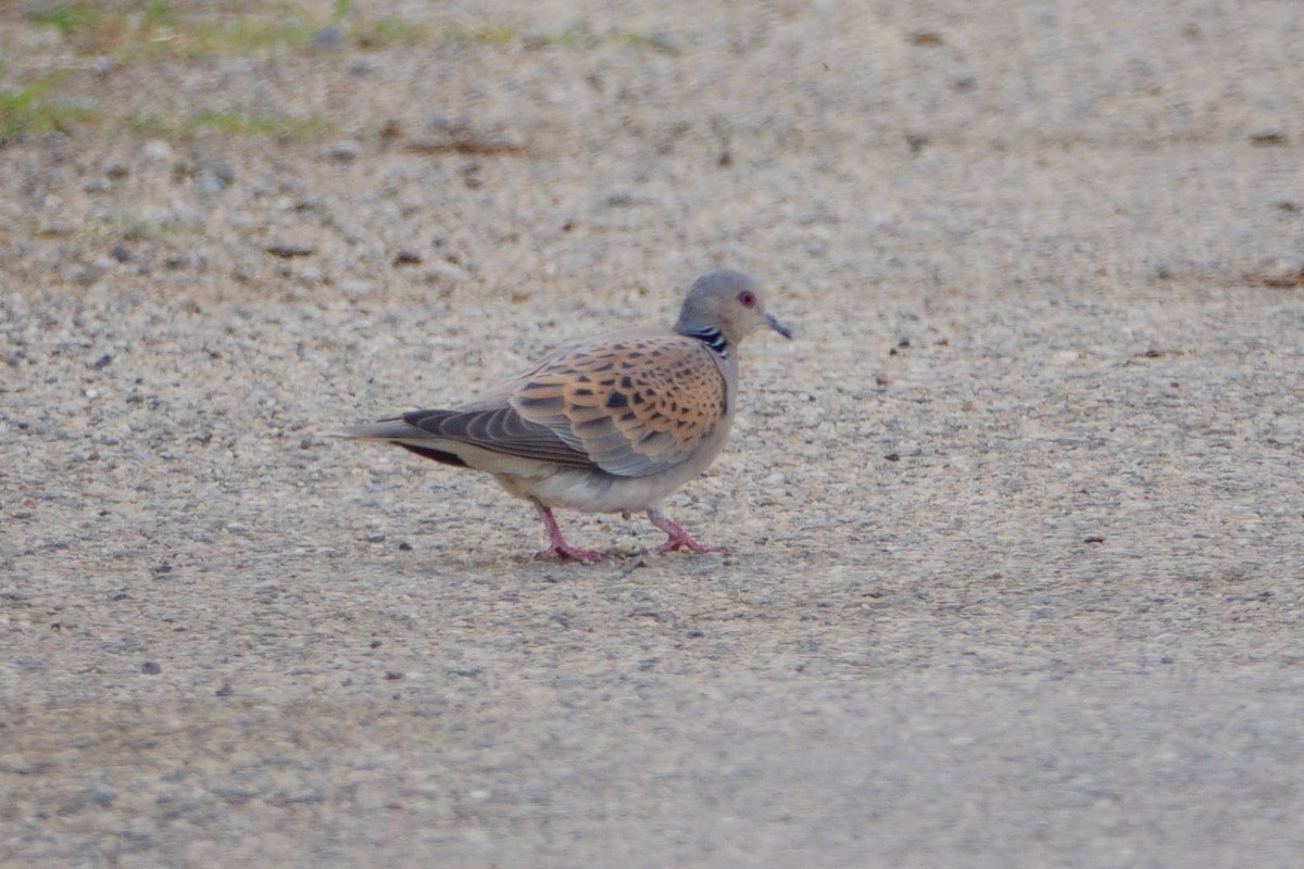 Горлица - ML646661735