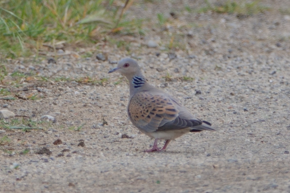 Горлица - ML646661736