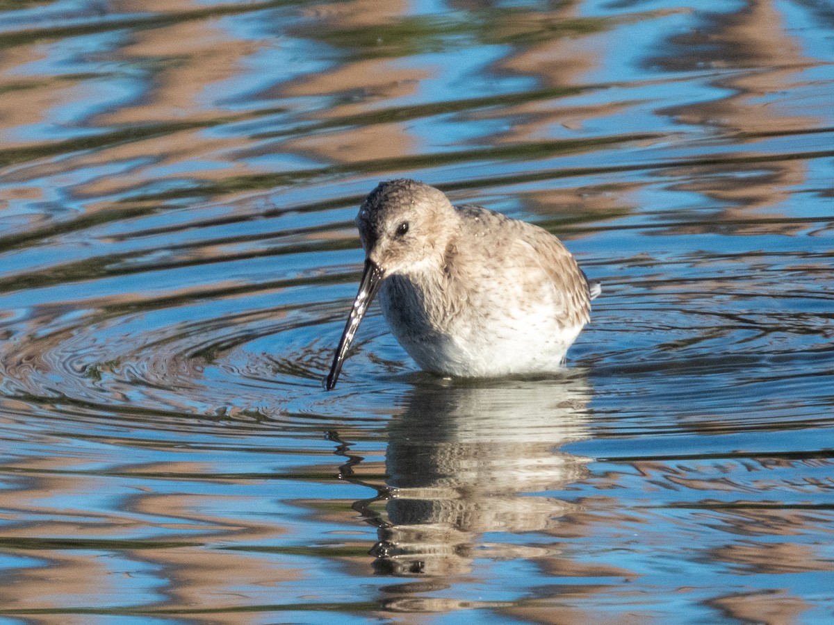 Alpenstrandläufer - ML646661738