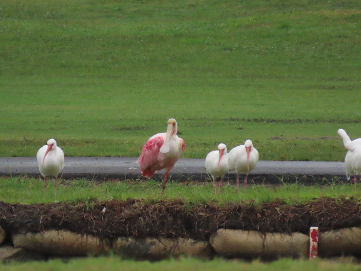 Roseate Spoonbill - ML646661743