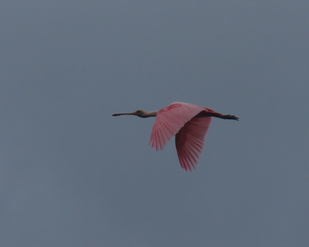Roseate Spoonbill - ML646661744