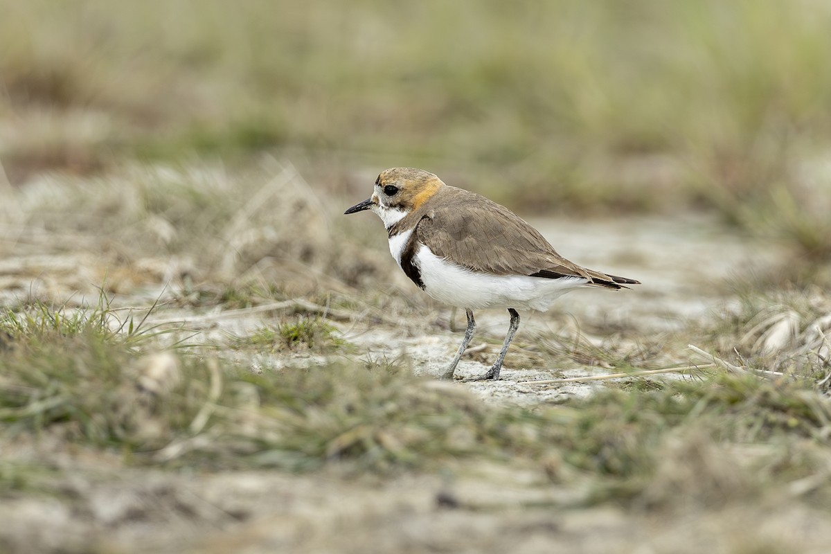 Two-banded Plover - ML646661746