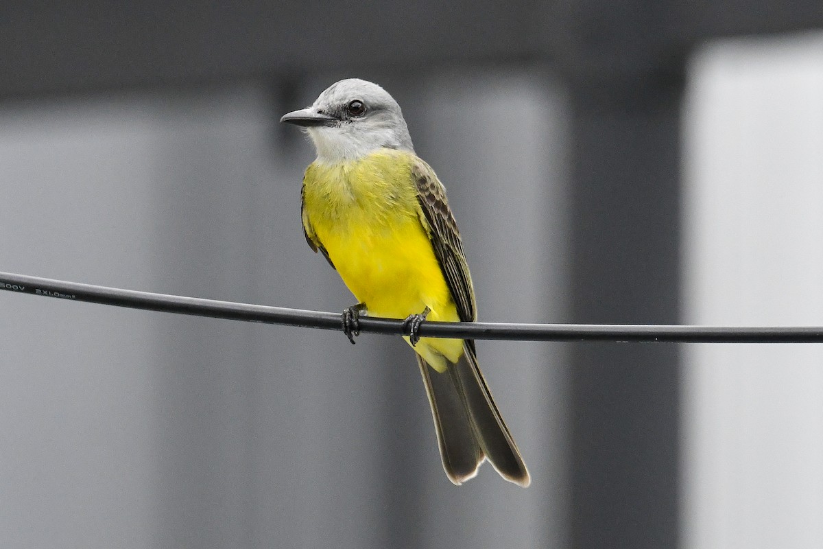 Tropical Kingbird - ML646661747