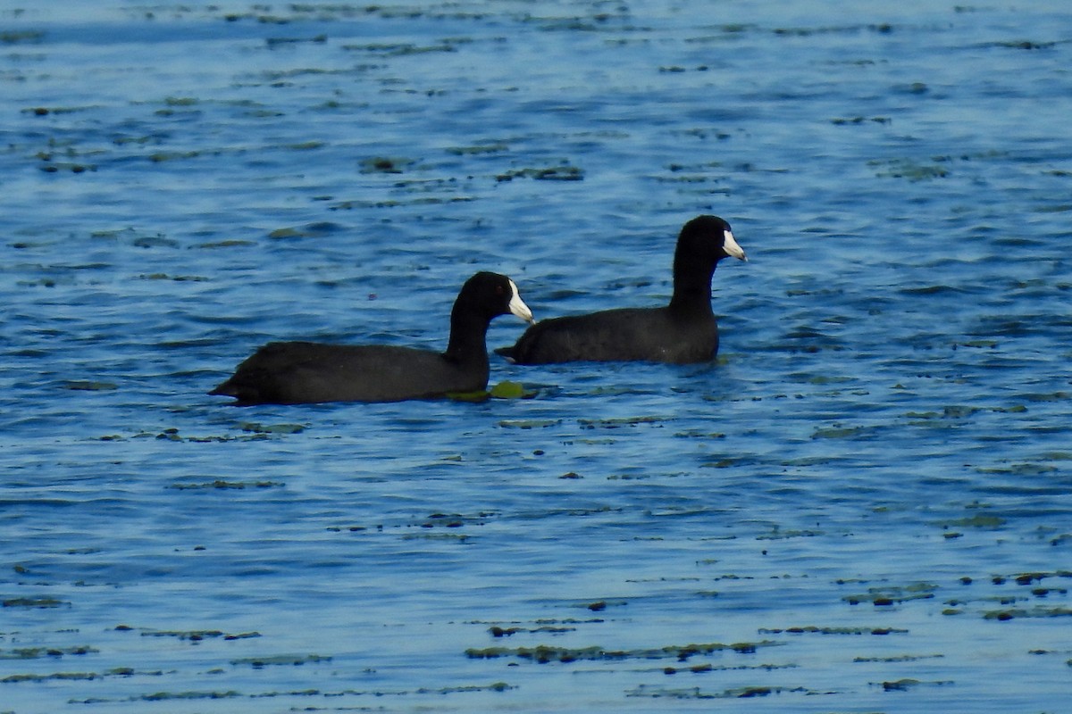 Foulque d'Amérique - ML646661750