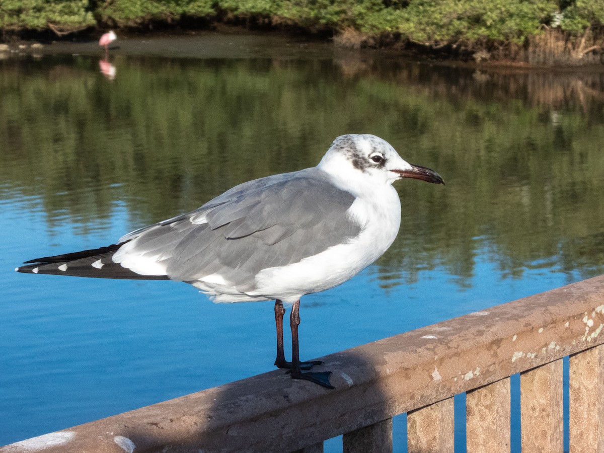 Aztekenmöwe - ML646661751