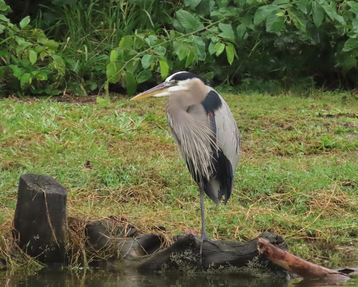 Great Blue Heron - ML646661754
