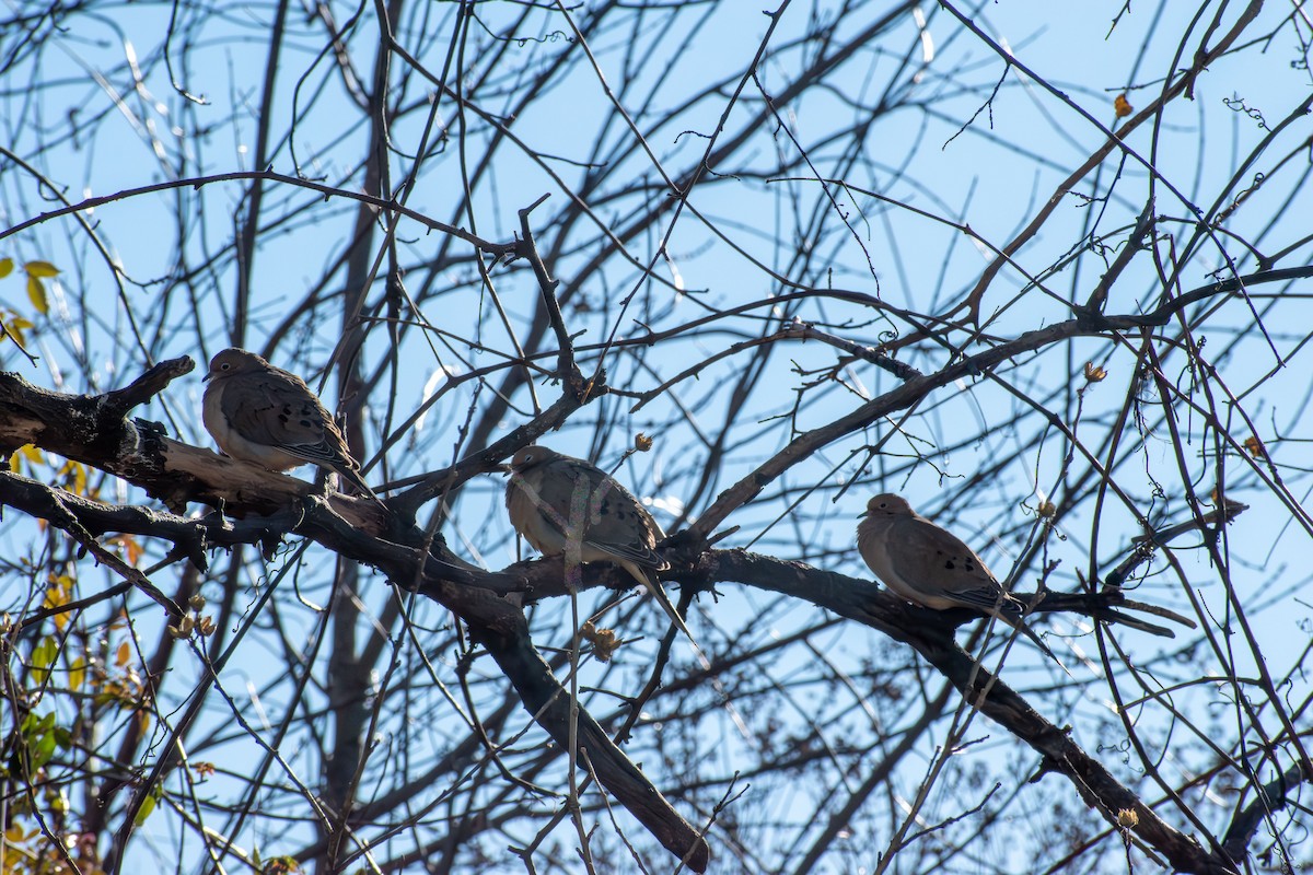 Zenaida Huilota - ML646661755