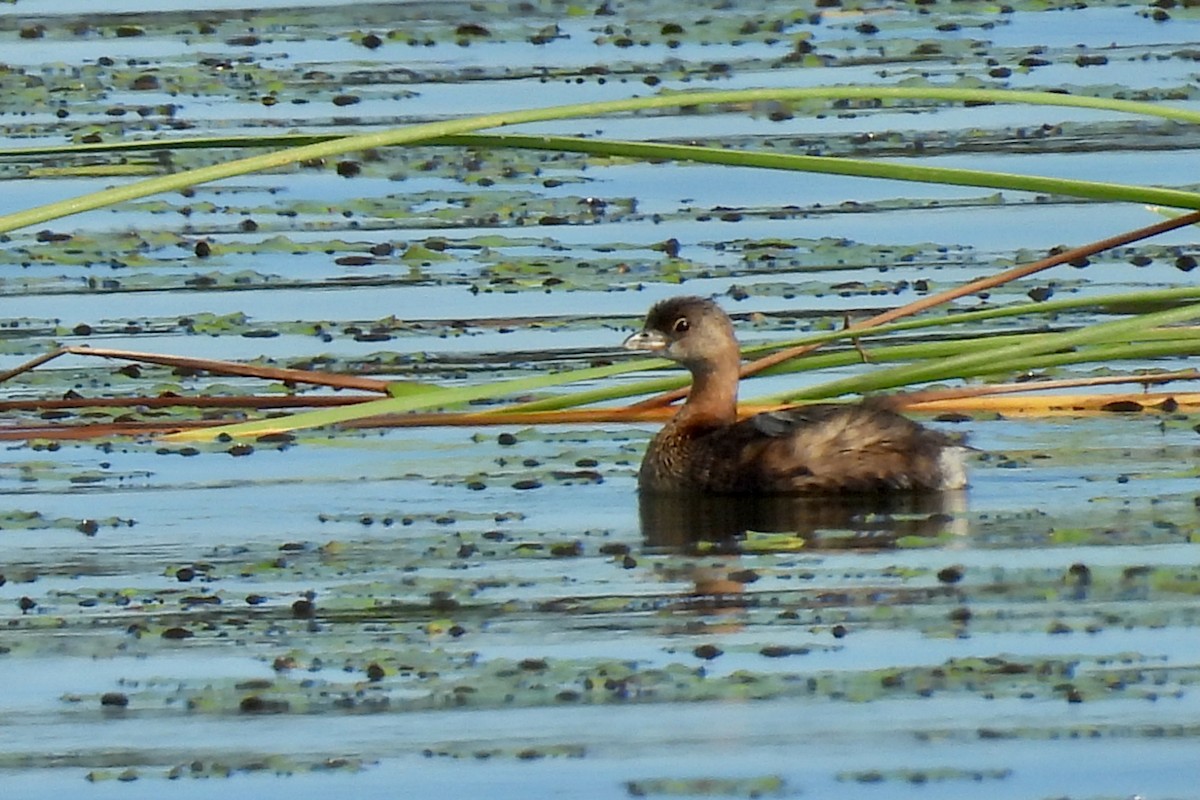 Grèbe à bec bigarré - ML646661759