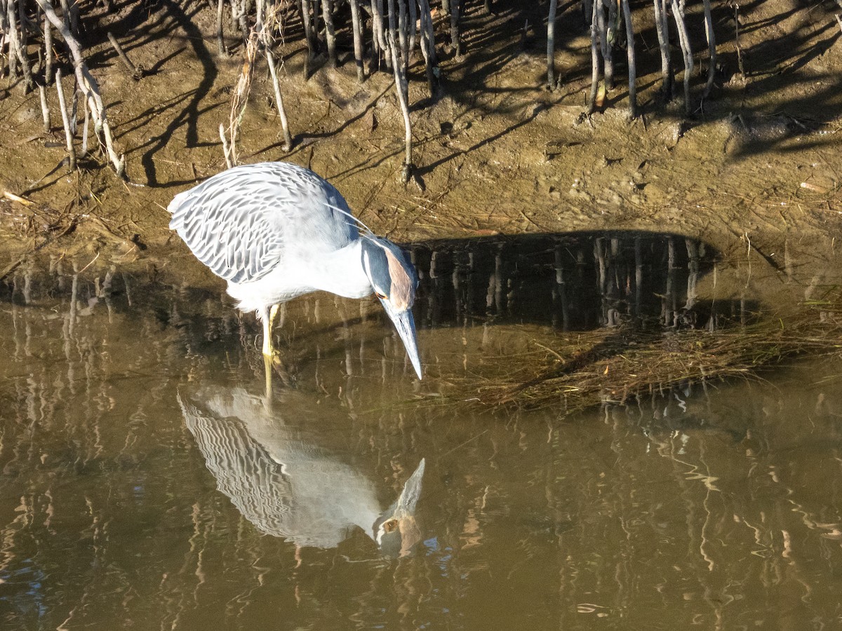 Krabbenreiher - ML646661760