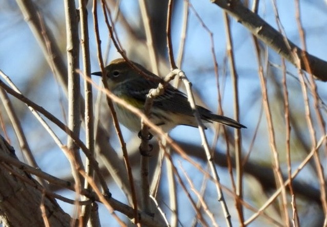 Yellow-rumped Warbler - ML646661761