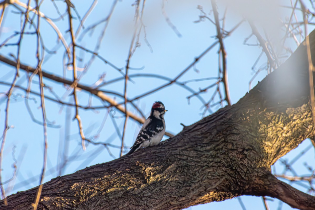 Pico Pubescente - ML646661763