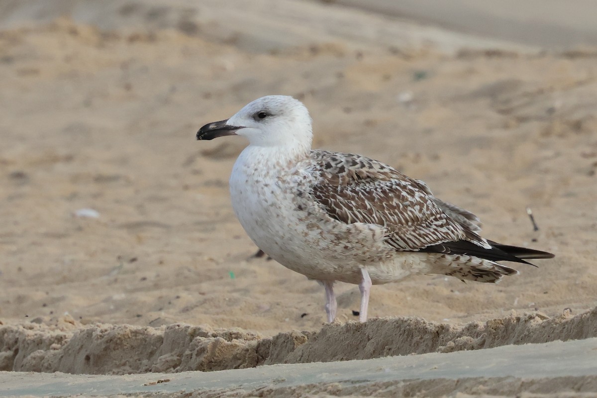 Great Black-backed Gull - ML646661767