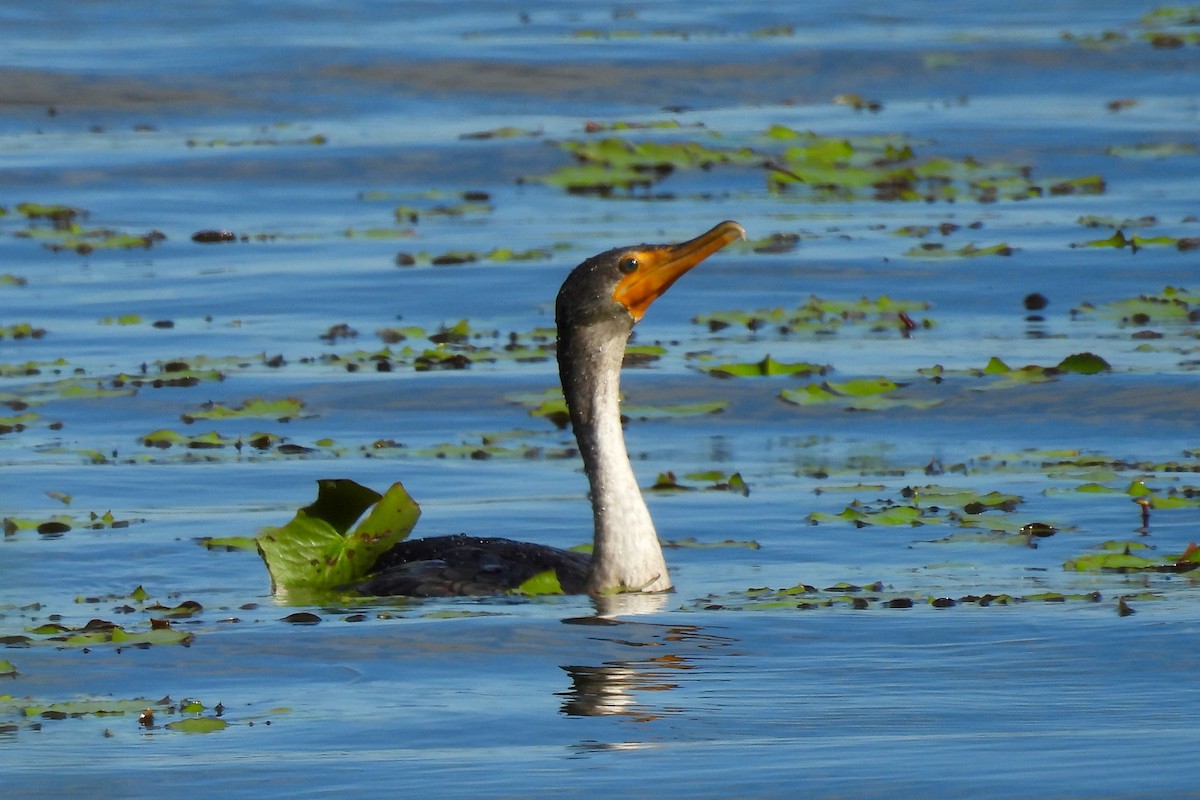 Cormoran à aigrettes - ML646661768