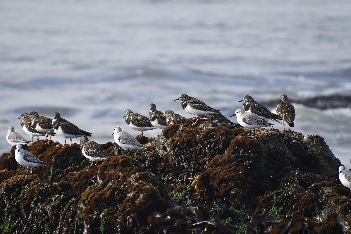 Ruddy Turnstone - ML646661770