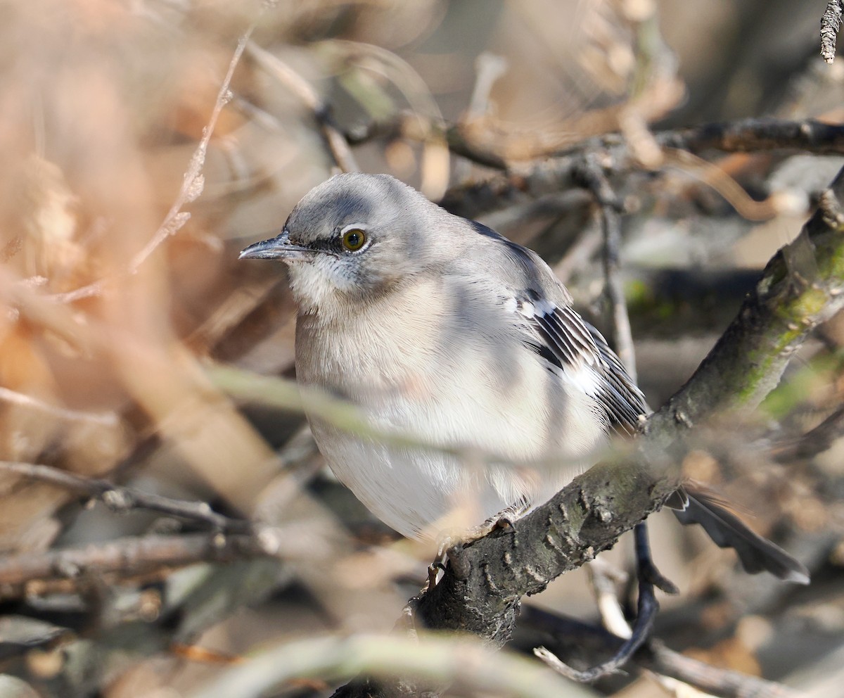 Northern Mockingbird - ML646661771