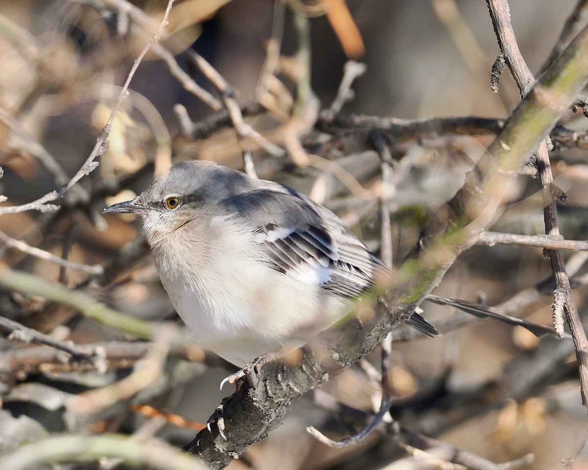 Northern Mockingbird - ML646661772