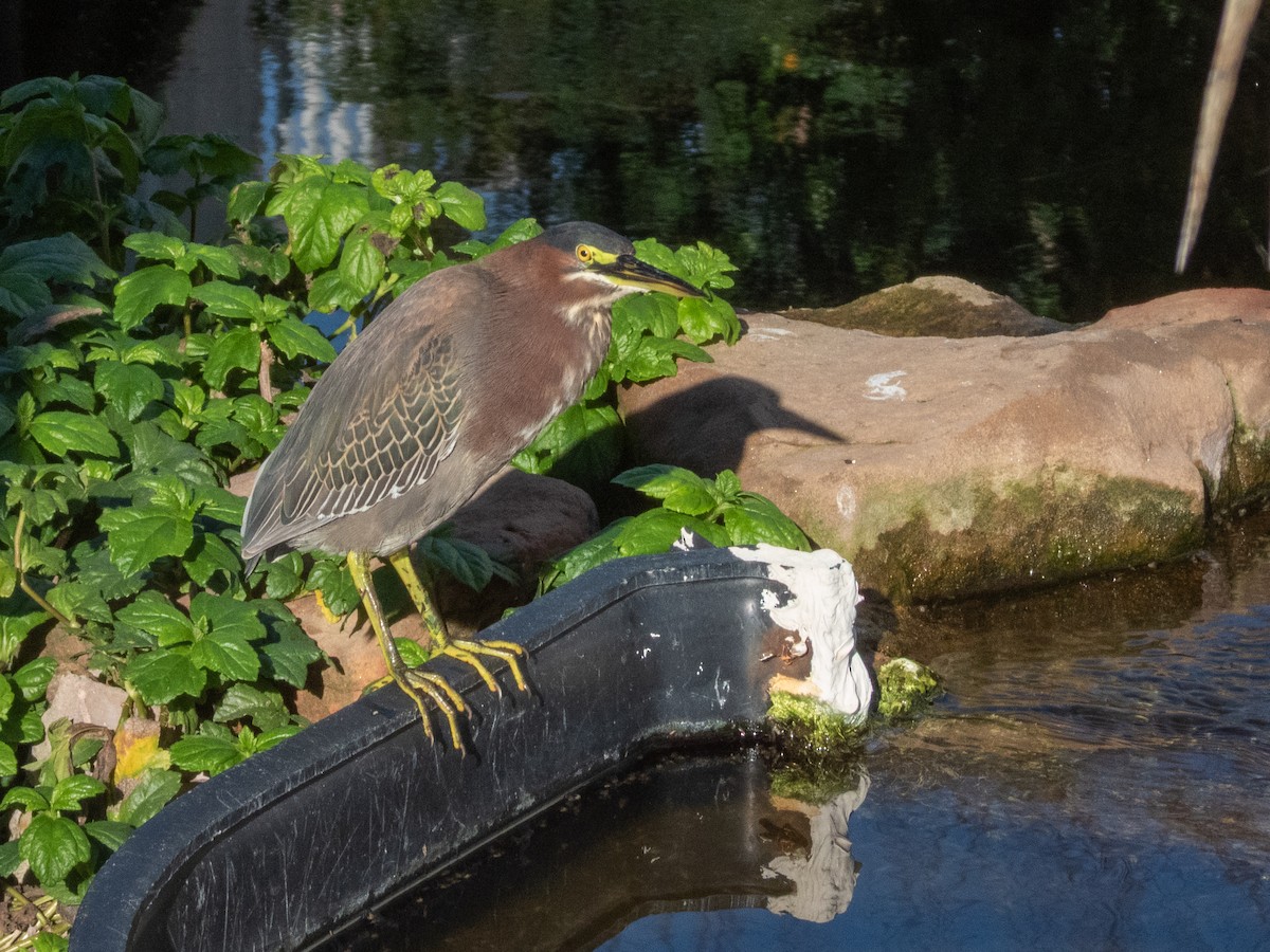 Grünreiher - ML646661773