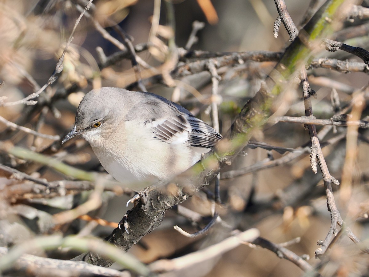 Northern Mockingbird - ML646661774