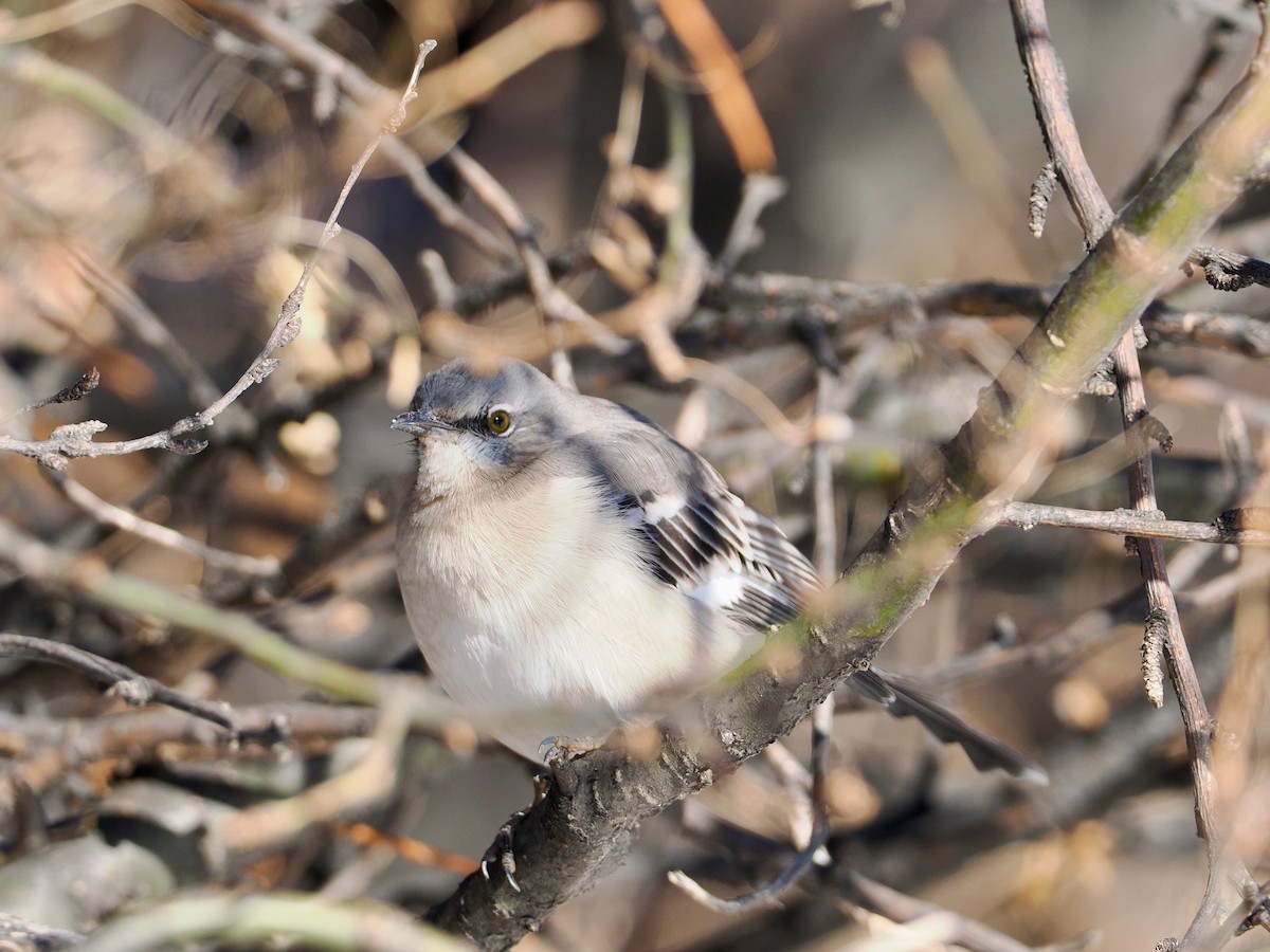 Northern Mockingbird - ML646661775
