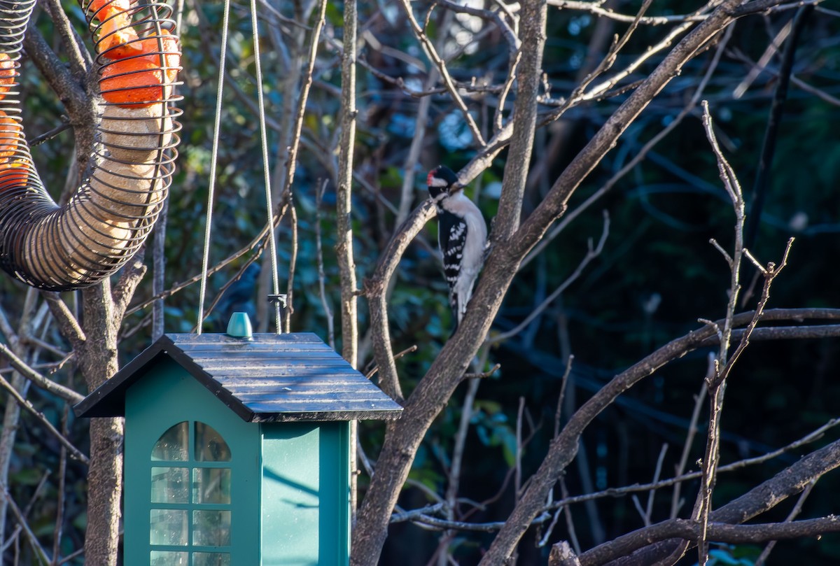 Pico Pubescente - ML646661778