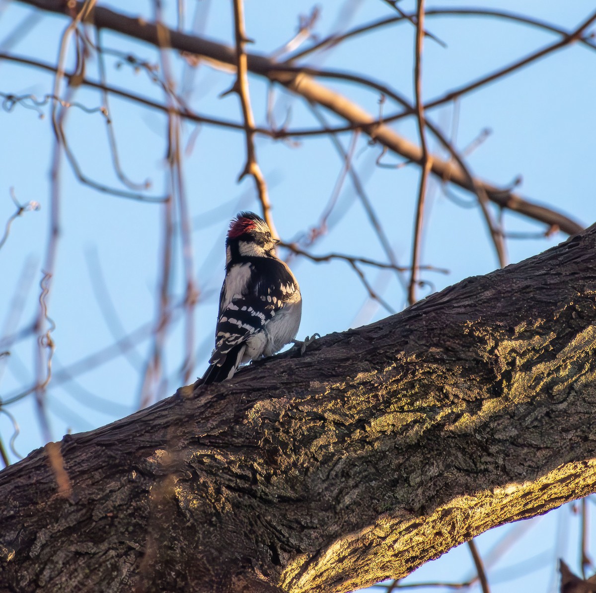 Pico Pubescente - ML646661779