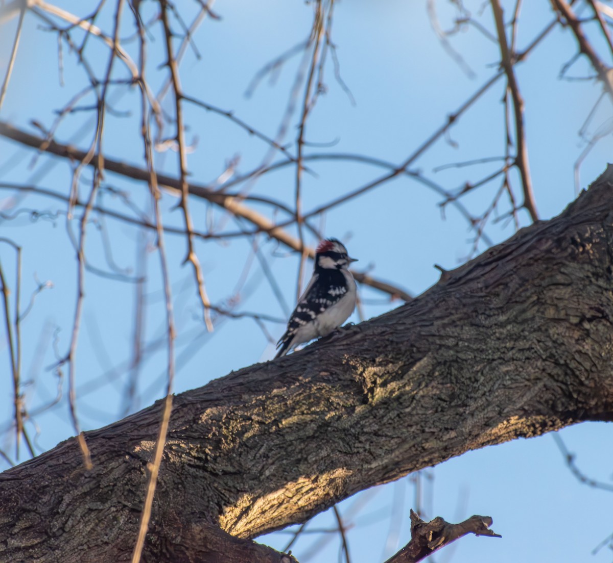 Pico Pubescente - ML646661780