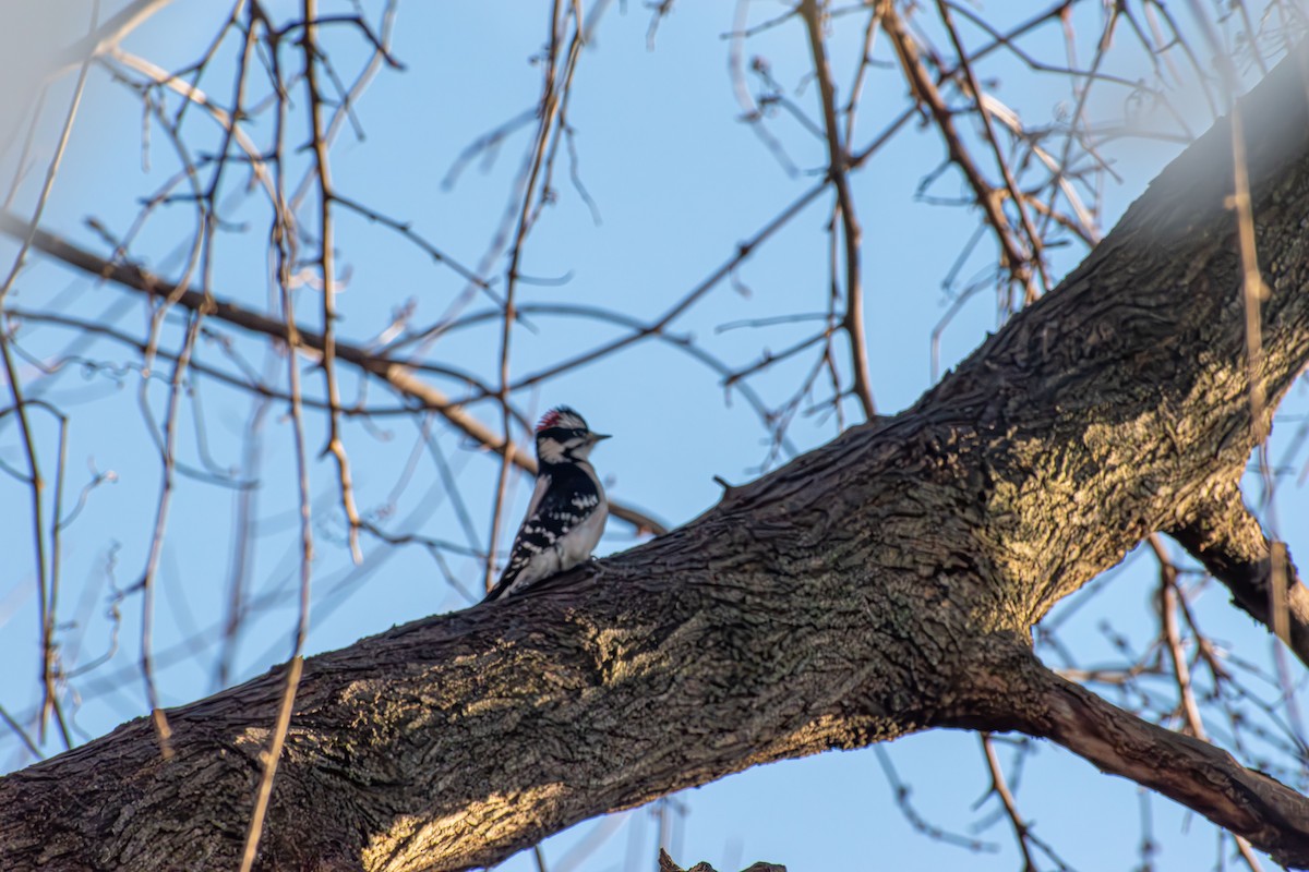 Pico Pubescente - ML646661781