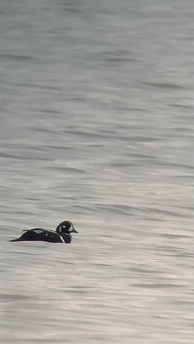 Harlequin Duck - ML646661782