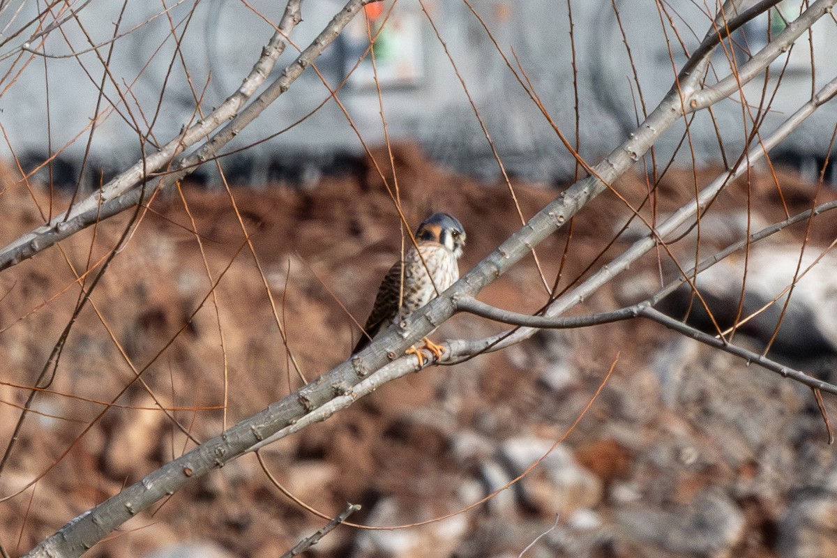 American Kestrel - ML646661785