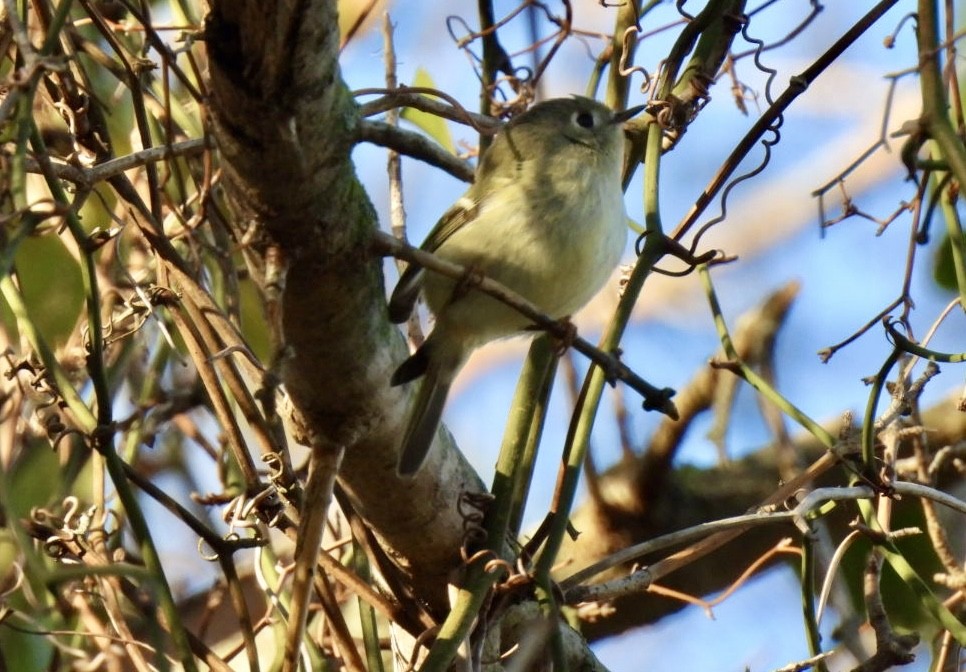 Ruby-crowned Kinglet - ML646661786