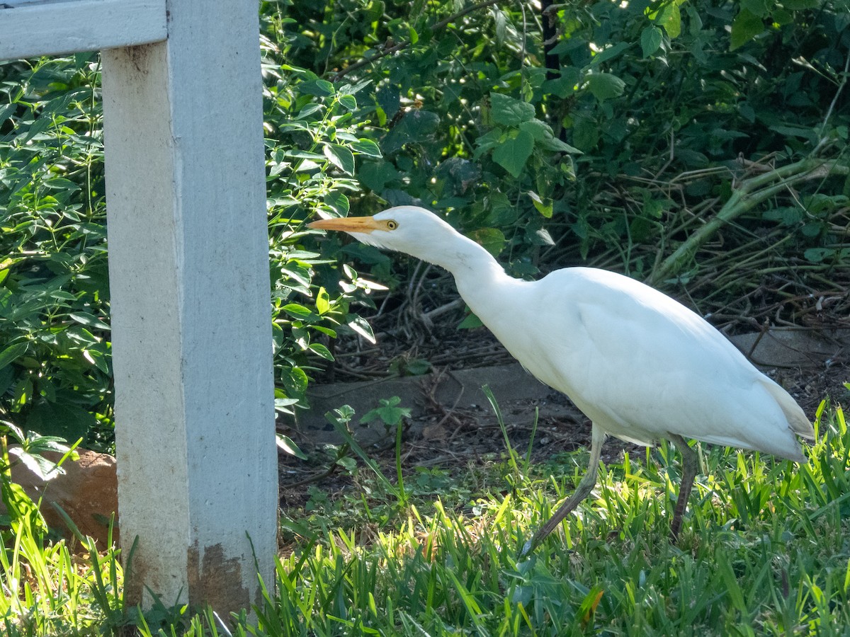 Kuhreiher - ML646661788