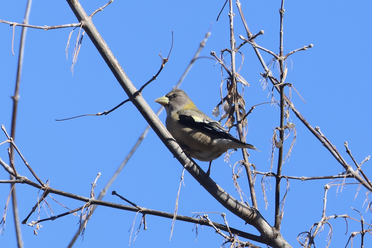 Abendkernbeißer - ML646661792