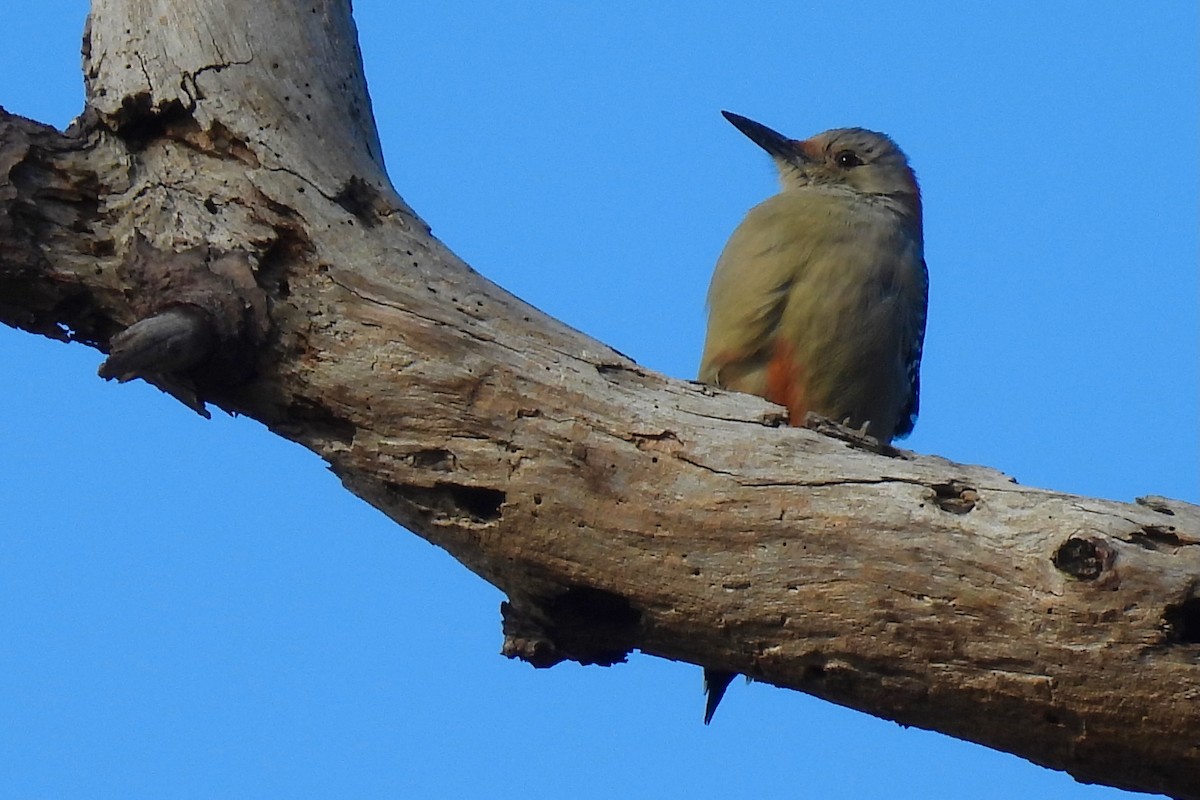 Pic à ventre roux - ML646661793